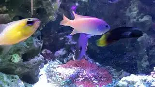 Episode 1: NIGER TRIGGER FISH, ARE THEY REEF SAFE? | Fish & Stuff