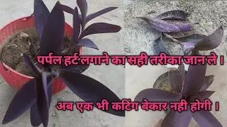 Purple heart plant ki cutting kaise lagaye|| Purple heart plant care||Purple heart plant||