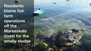 Marsaskala fish farm sludge