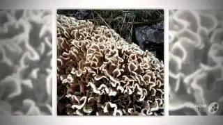 Sparassis nemecii - fungi kingdom