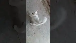 Russian cat.latest video.new video.