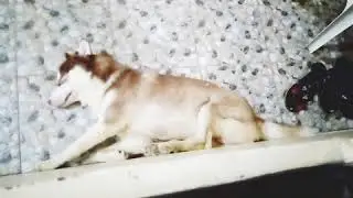 Husky's tail at the door