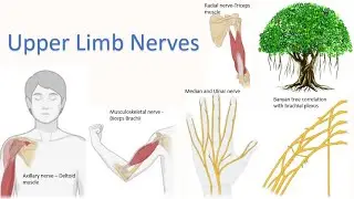 Upper limb nerves - MEdian nerve , Ulnar nerve , Radial Nerve, Axillary nerve , Brachial Plexus
