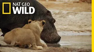 The Marsh Pride Encounter a Hippo | Savage Kingdom: Uprising
