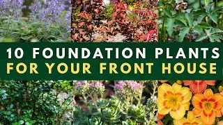 👌Top 10 Easy-Breezy Foundation Plants for Your Front House 🏠