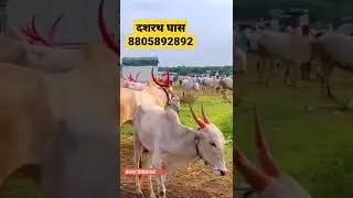 #khillarkhond #khillarbail #bullmarket 🔥बैल बाजार सांगोला 🔥