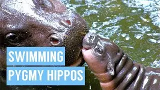 Baby Pygmy Hippo Taking First Swim Compilation