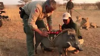 🎬 За кулисами: Warthog Chaos против Calm Lions 🐗🦁