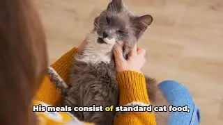 Feline Wisdom: A Cat's Guide to Job Choices
