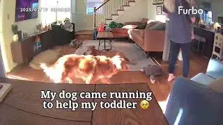 My dog came running to help my son 🥲