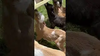 Baby goat #ASMR milk drinking. The wiggly butts are a free bonus #babyfarmanimal #kid