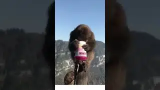 i&ccedil;mesini bilmeyen maymun/monkey don't know how to drink/macaco n&atilde;o sabe beber/macaco/majom/ #shorts