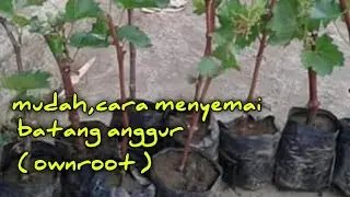 mudah,cara menyemai batang anggur (ownroot)