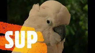 MOZART+BIRD=CONTENT