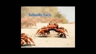 केकड़े से जुड़े रोचक तथ्य व् दिलचस्प जानकारी || Crab Facts in Hindi || Indianlly Facts #shorts