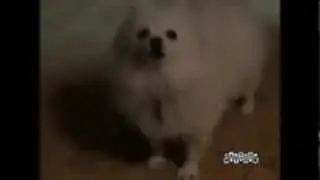 the new dog source