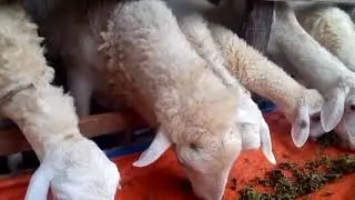 Azolla Pakan Kambing Alternatip