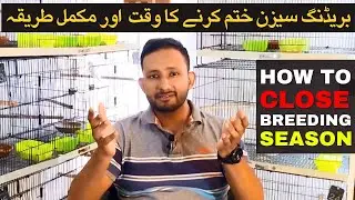 How to Close Lovebirds Breeding Season | End of Breeding Season Tips | Lovebirds Breeding