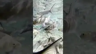 Jadeshil fish sanctuary wari chora