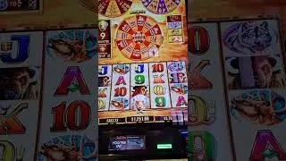 Buffalo Gold Wheels of Reward: Huge Jackpot 1000x win!
