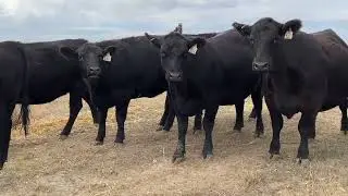 Slivka Ag Bred Heifers - AAR Signature Female Sale 11-11-22