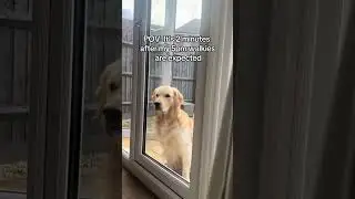 Can you see me?  #dogsofyoutube #goldenretriever #funnyanimals #needyanimals #goldenretreivers
