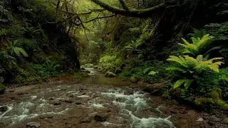 Tranquil Forest Sounds, Flowing Water and Birds | Relaxing Ambience