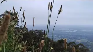 Weeds with a View - Bourke's Lookout (Mount Dandenong)