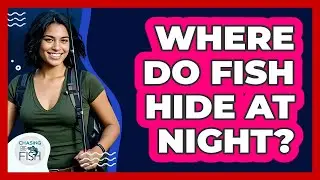 Where Do Fish Hide At Night? - Chasing Big Fish