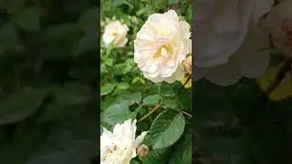Rosa rampicante 