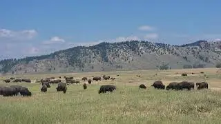 Grand Teton's Bison Herd