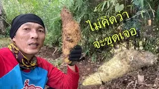 ขุดมันอ้อนหรือมันเพิ่มหัวใหญ่ๆกว่าจะได้ไม่ง่ายเลย✌️