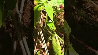 Lizard on a Food Quest