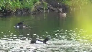 A.K.5000 Tufted Duck