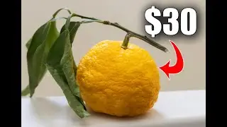 $30 for ONE Lemon - Why is Yuzu So Expensive | Why So Expensive