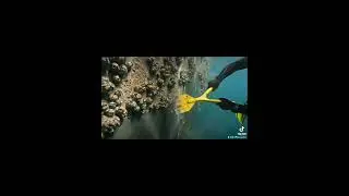 scuba diving removing barnacles 😮#sea #barnacles #monster