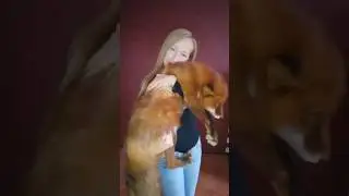 Как правильно носить лису