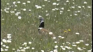Outarde canepeti&eacute;re-  Little Bustard  - Zwergtrappe  ( Otis tetras )