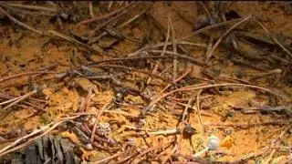 Water In Creek Near Rollinsville Looks More Like Carrot Juice
