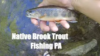 PA Native Brook Trout Fishing