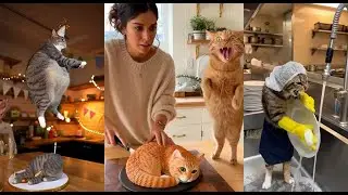 Funny Cat Reactions and Ranking | Cake Cat Cutting #cat #funny #catreaction #catcake #shorts