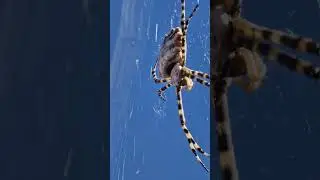 Аргіопа дольчаста &mdash; яскравий павук-кругопряд | Argiope lobata spider close-up #insects #macroinsect