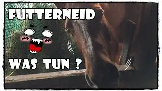 Pferde im Offenstall - Futterneid ? Was tun ? | Pferde Hoschi