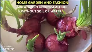 #minivlog HOW TO GROW SCALLION/GREEN ONION WITHOUT SOIL OR WATER#minivlog#shorts#trending#viralvideo