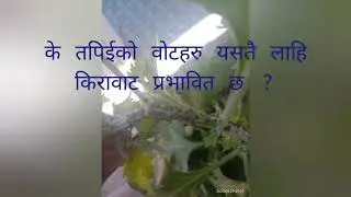 Black aphid (Aphis fabae) controll by Predatory insect
