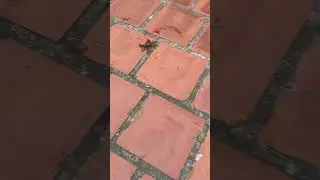 Bon the monkey teases the crab