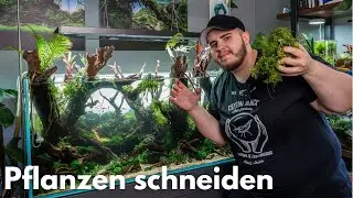 Pflanzen schneiden im Wald Diorama Aquarium!