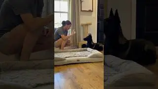 Dog, Freedom, Gets Her New Bed And She Loves It #dogmom #dogbed #dogfun #loveit #gimars