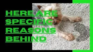 Why Should You Hire A Professional Carpet Urine Cleaner