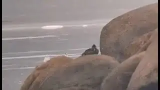 Eider &agrave; Duvet (femelle)